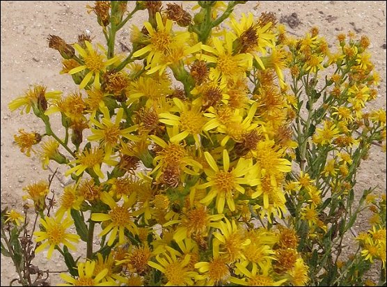 Dittrichia viscosa 12