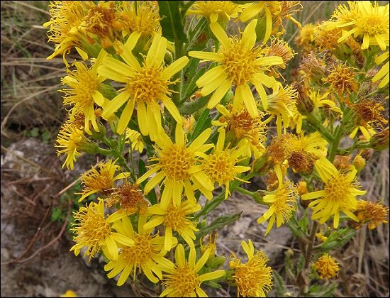 Dittrichia viscosa 13