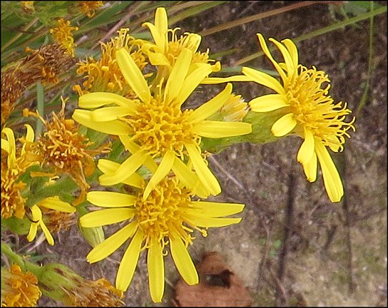 Dittrichia viscosa 14