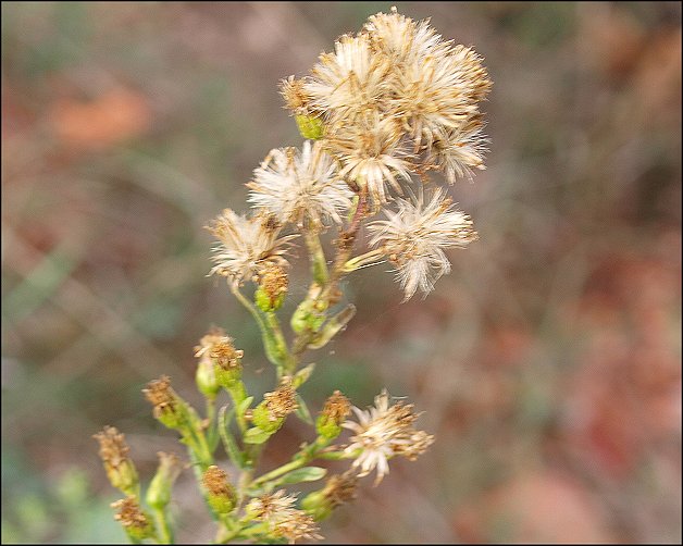 Dittrichia viscosa 15