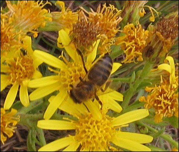 Dittrichia viscosa 16