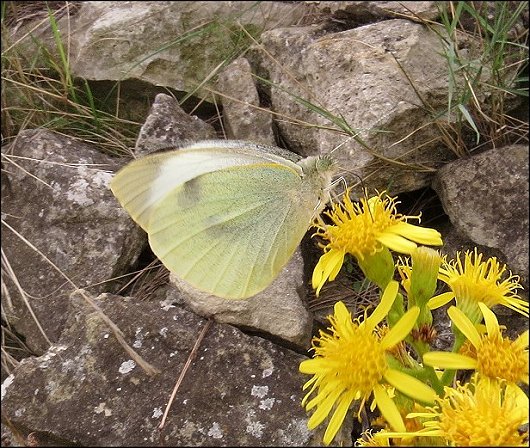 Dittrichia viscosa 17