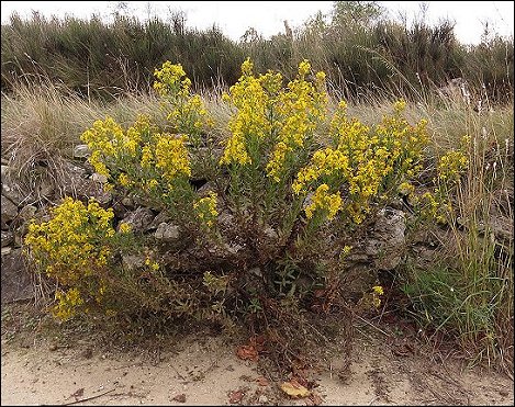 Dittrichia viscosa 2