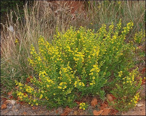 Dittrichia viscosa 3
