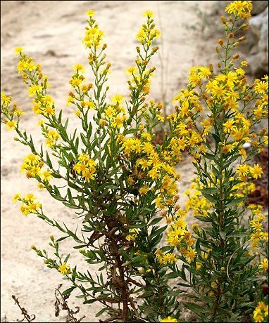 Dittrichia viscosa 4