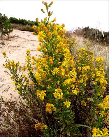 Dittrichia viscosa 5