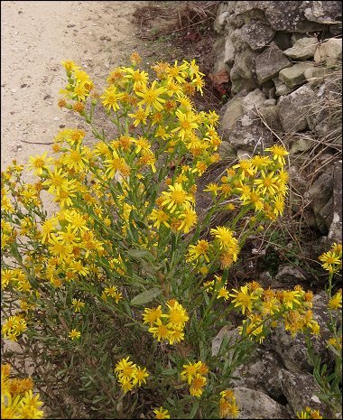 Dittrichia viscosa 6