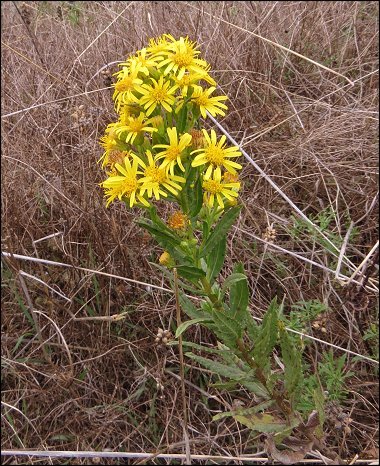 Dittrichia viscosa 7