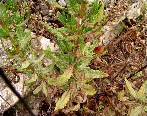 Dittrichia viscosa 8