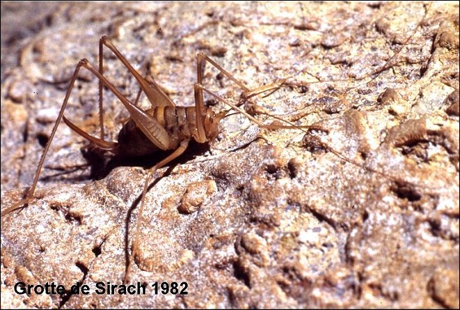 Dolicho 1982 - 1