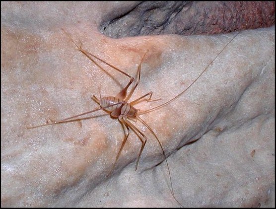 Dolochopoda linderi 1
