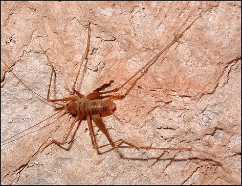 Dolichopoda linderi 3