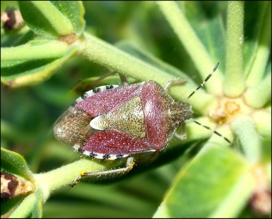 Dolycoris baccarum 1