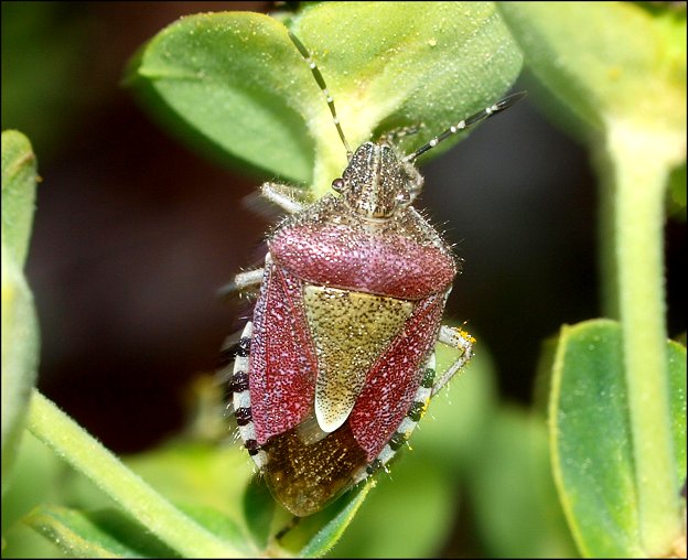 Dolycoris baccarum 2