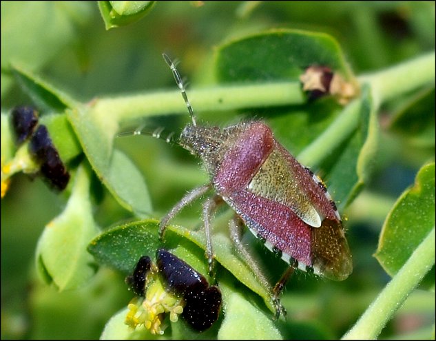 Dolycoris baccarum 3