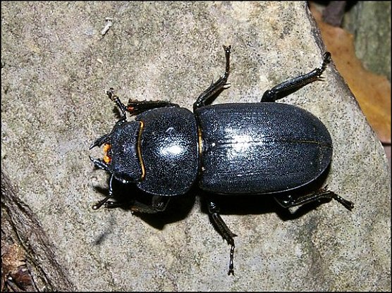 Dorcus 1