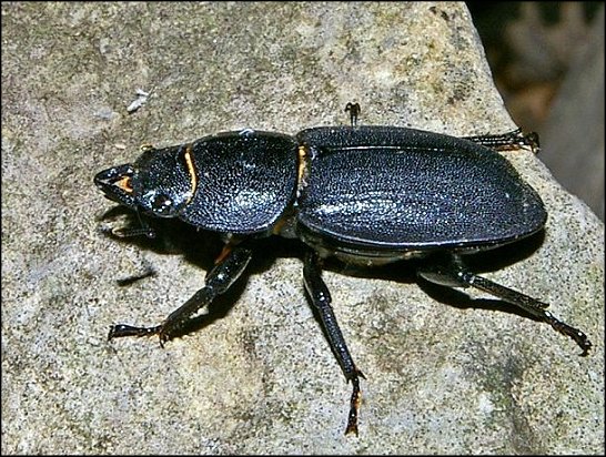 Dorcus 2