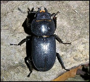 Dorcus