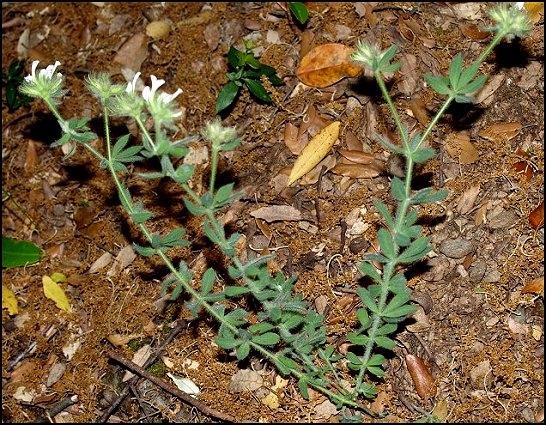 Dorycnium hirsutum 1