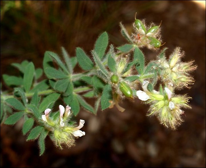 Dorycnium hirsutum 3
