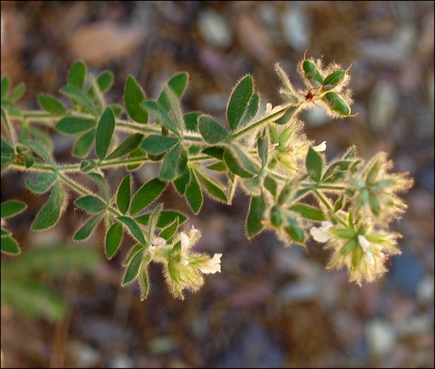Dorycnium hirsutum 5