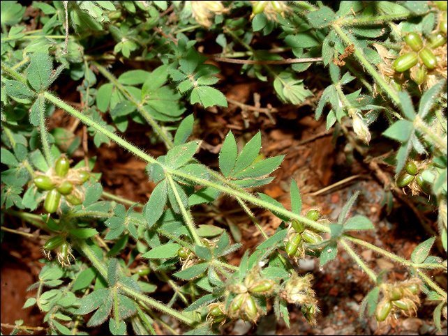 Dorycnium hirsutum 6