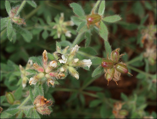Dorycnium hirsutum 7