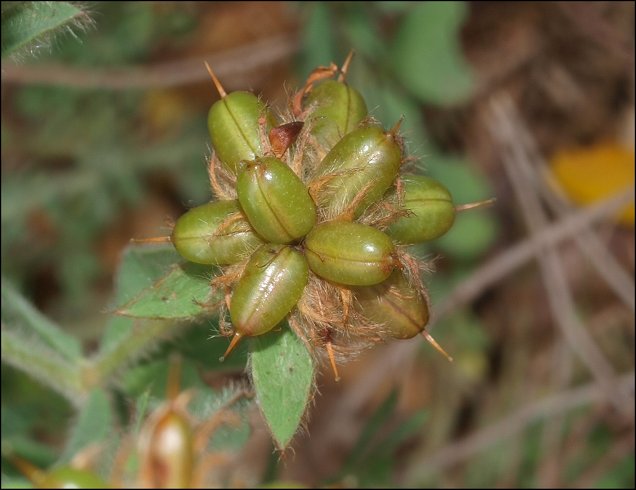 Dorycnium hirsutum 8
