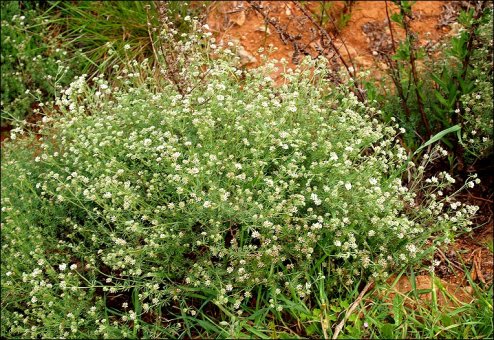 Dorycnium pentaphyllum 1