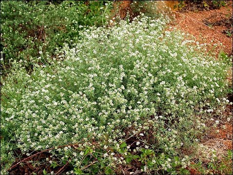 Dorycnium pentaphyllum 2