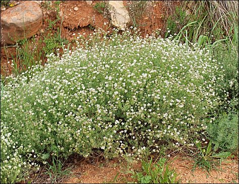 Dorycnium pentaphyllum 3