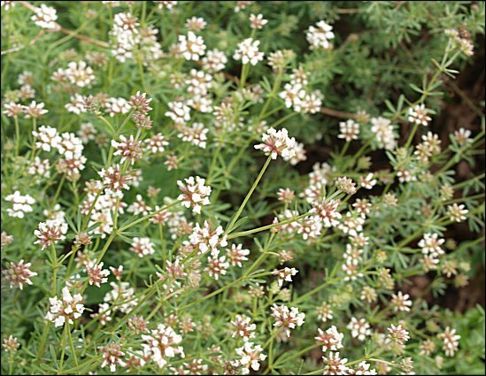 Dorycnium pentaphyllum 4