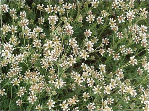 Dorycnium pentaphyllum 5