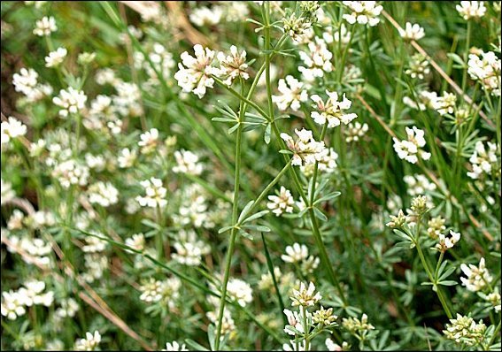 Dorycnium pentaphyllum 6