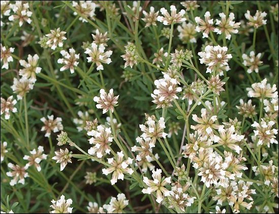 Dorycnium pentaphyllum 7