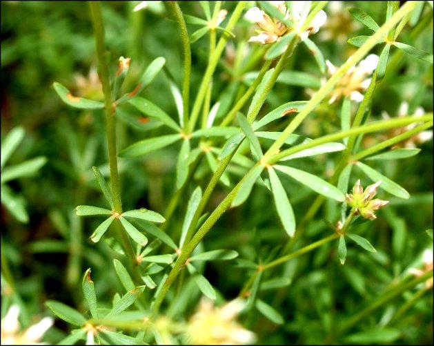 Dorycnium pentaphyllum 8