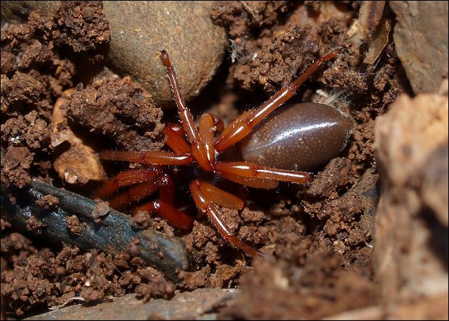 Dysdera erythrina 1