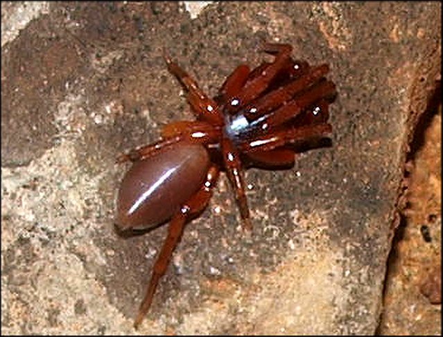 Dysdera erythrina 3