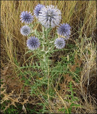 Echinops ritro 1