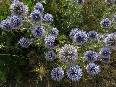 Echinops ritro 10