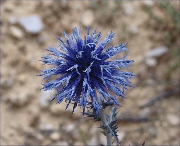 Echinops ritro 11