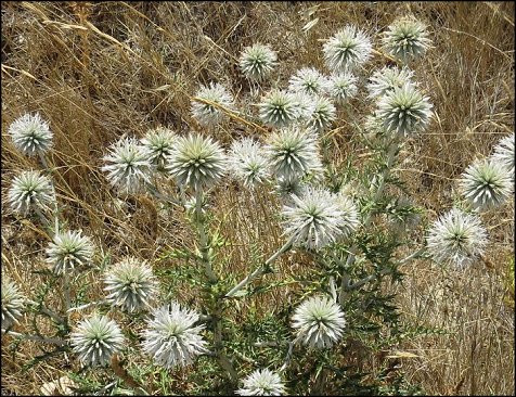Echinops ritro 12