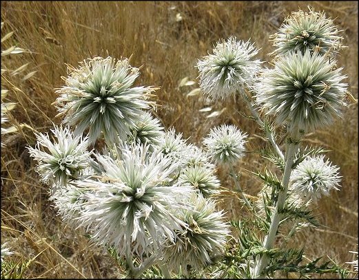 Echinops ritro 13