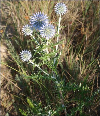 Echinops ritro 2