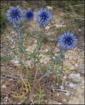 Echinops ritro 3