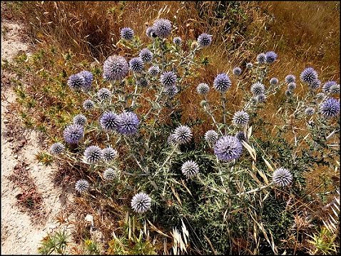 Echinops ritro 4