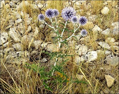 Echinops ritro 5