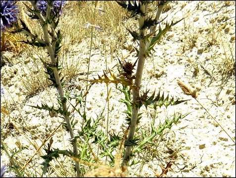 Echinops ritro 7