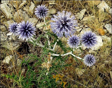 Echinops ritro 8
