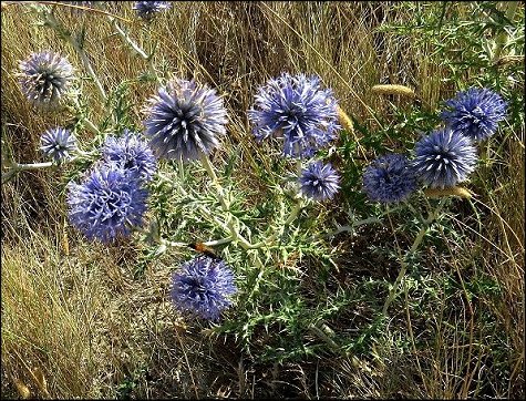 Echinops ritro 9